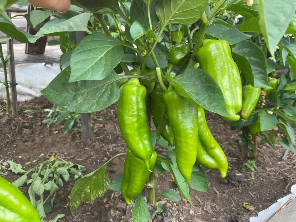 ��� �������� ���������� ������ ��������� � ������ � ������� ����������� ���������