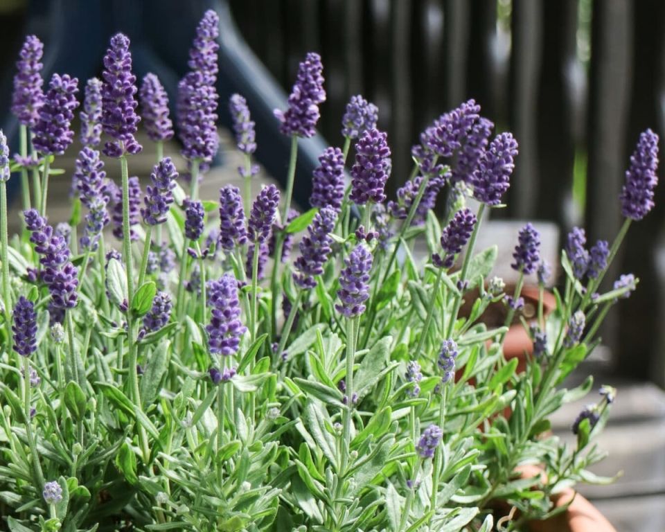 ��� ��������� ������� �� �����: ������� ��������� ������