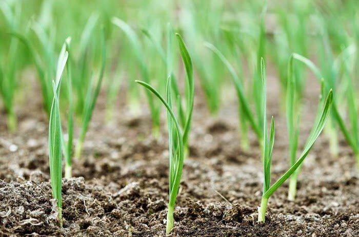 ���������� ��������� ������� �������: ���� � �������� �����