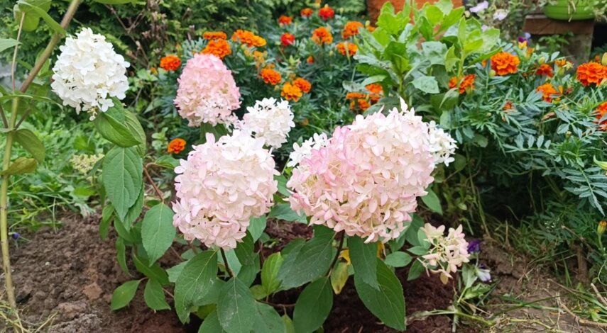 ������� ������� ����������� ���������: ������� � ������������