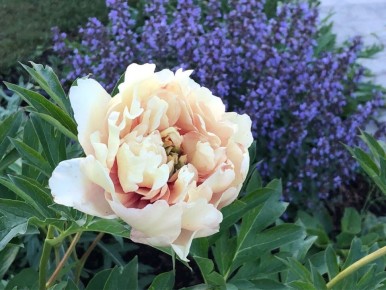 ���� ������ ����������: ��������� ������, �������������� ���������