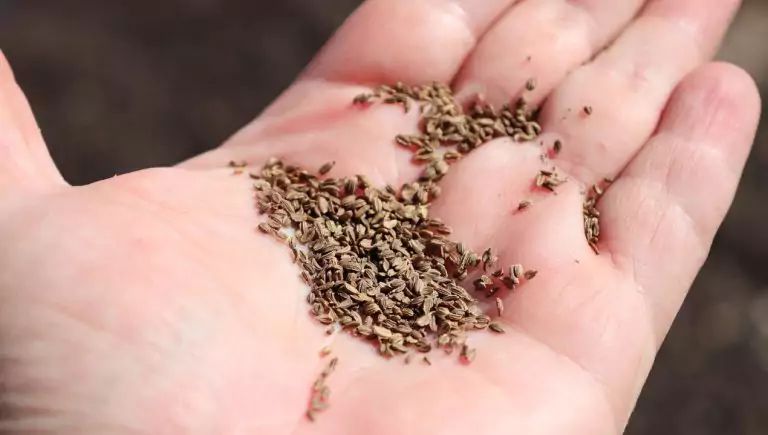 �������� ��� ��� �����: ��� �������� � �������� ������