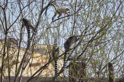 � ������ ������ ������������� ��������� ���������� ����������