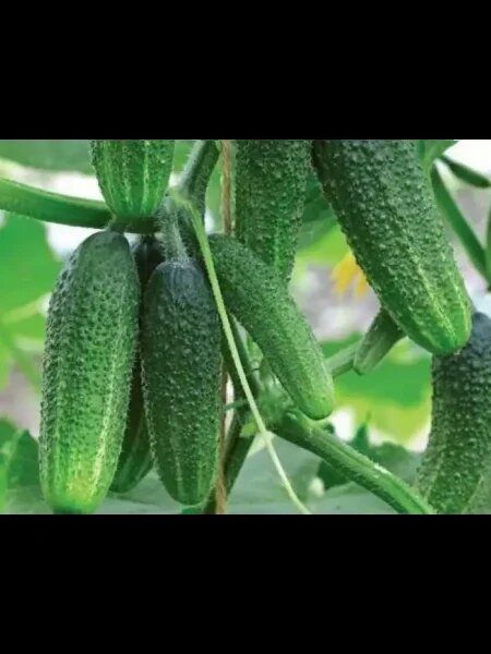 ������ �����: ��� �������� ������ ������ � ����������� �������