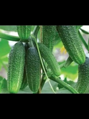 ������ �����: ��� �������� ������ ������ � ����������� �������