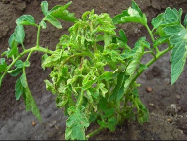 ������� ����������� ������� ������� � ��� � ���� ��������