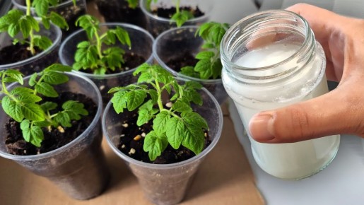 ��� �������� ������� ������ ����� �� ������, ��������� �������� ������