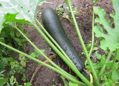 ������ �� ������: ����� �������� ������� �������� ����� �����?