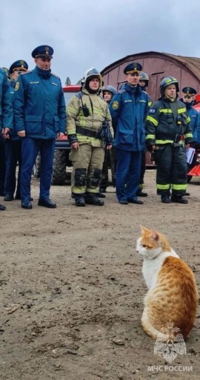 � ������������� ������� �������-����������� ������ �� ���������� �����������