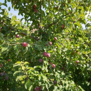 �������� ��� ��� �����: ����������� ����� ��� ������ �������