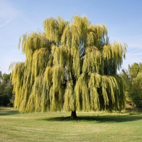 �������� ��� �� ����: ������� � ���������� �������