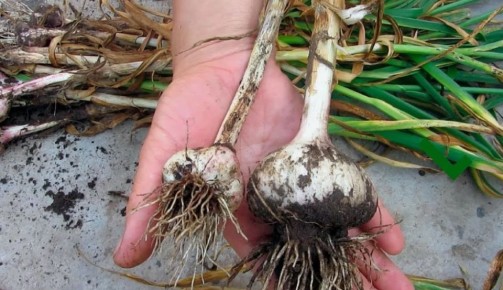 ��� ��������� �������� ������: ������ ������������� �������