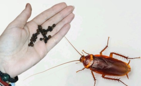 ��� ���������� ���������� �� ���������: ��������� � ������