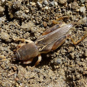 ����������� ������ ������ � ���������: ��� �������� ���� ������