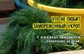 Почему замороженная зелень теряет свежесть: 3 ошибки и рекомендации умелых хозяек