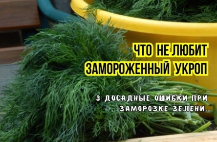 Почему замороженная зелень теряет свежесть: 3 ошибки и рекомендации умелых хозяек