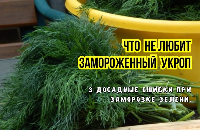 Почему замороженная зелень теряет свежесть: 3 ошибки и рекомендации умелых хозяек
