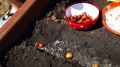 Секреты успешного роста лука: важные нюансы посадки