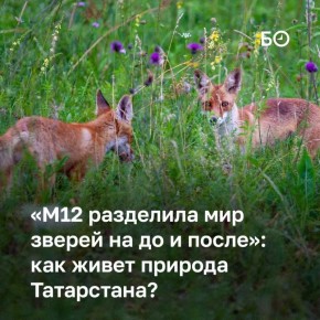 В Татарстане готовят новое издание Красной книги