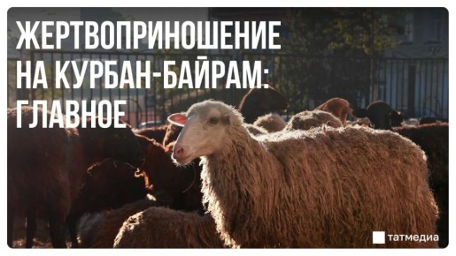 Курбан-байрам сопровождается строгими религиозными правилами - от выбора животных до условий обязательности обряда