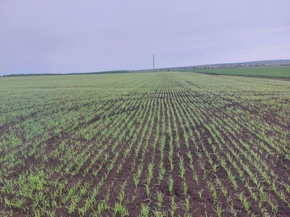 На полях республики в самом разгаре весенне-полевые работы На полях республики в самом разгаре весенне-полевые работы