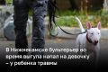 В Нижнекамске бультерьер во время выгула напал на девочку — ребенок получил травмы