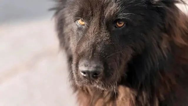 Бультерьер изувечил 12-летнюю девочку в Нижнекамске