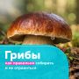 Грибы — уникальный продукт, богатый белками и витаминами