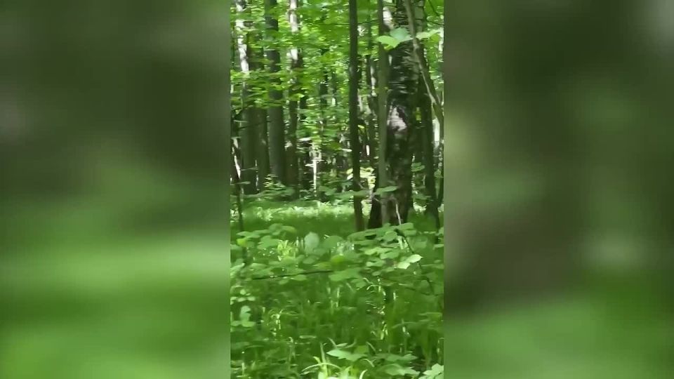 В экопарке «Дубрава» в Казани заметили лося