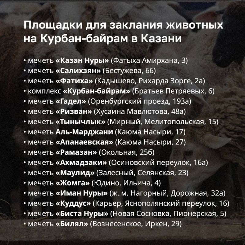 Казани заклание животных на Курбан-байрам организуют на 17 площадках