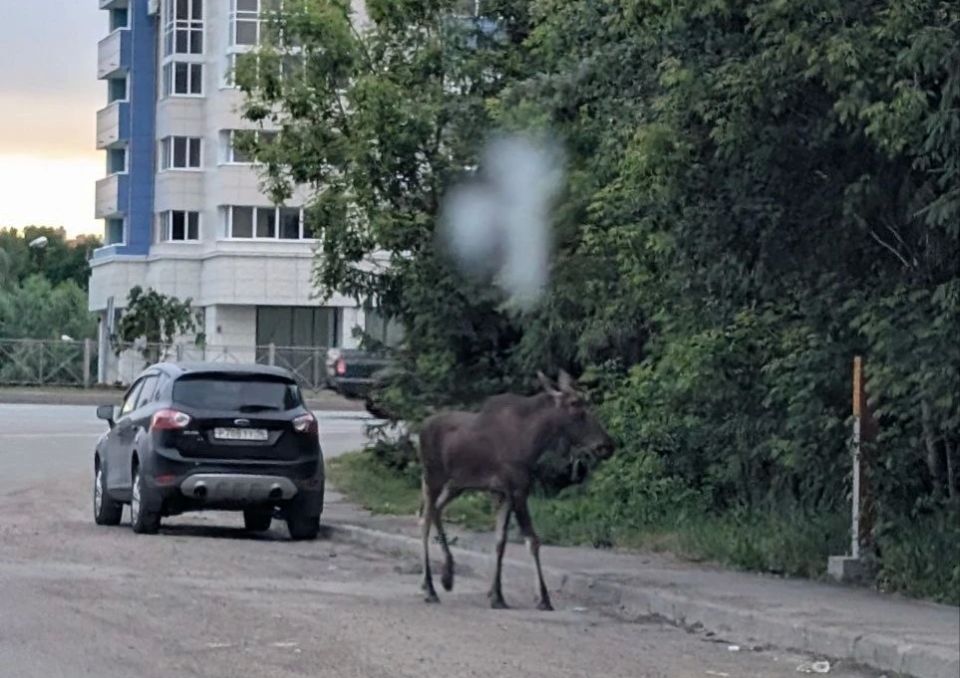 На улицах Казани второй раз за день заметили лося