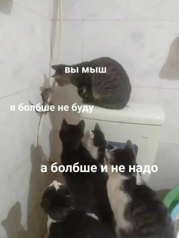 В Татарстане выросло число случаев мышиной лихорадки