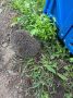 Сегодня в парке Нефтехимиков заметили жика