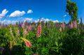 В Нижнекамске расцвели люпины — красота невероятная!