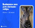 Казанцы могут выбрать имя для малыша-зебры