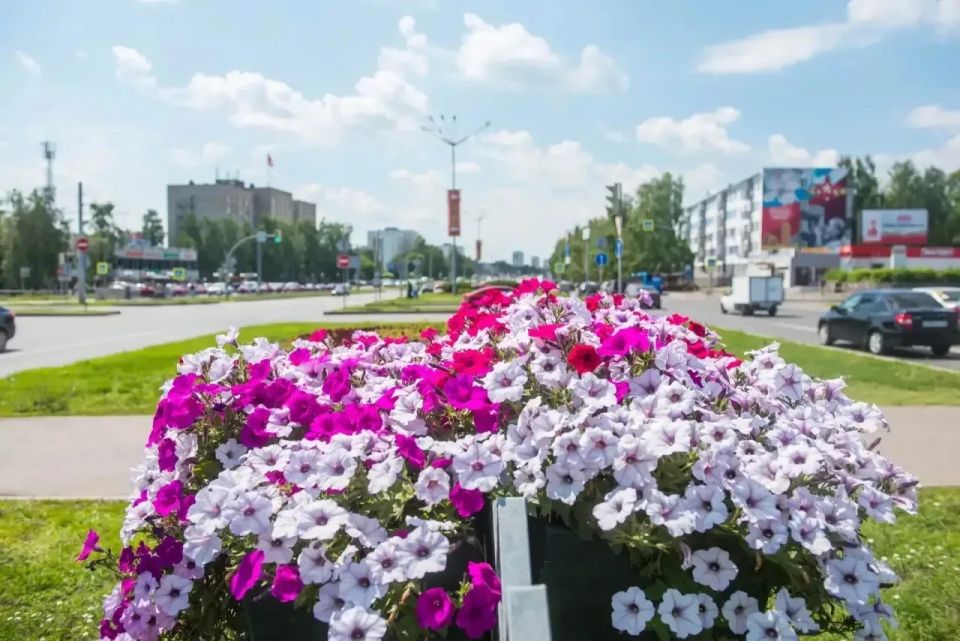 1,5 миллиона цветов украсят улицы и парки Набережных Челнов этим летом 1,5 миллиона цветов украсят улицы и парки Набережных Челнов этим летом