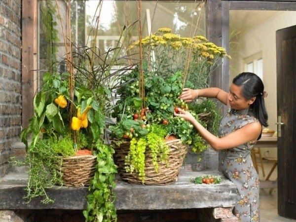 Овощи и ягоды на балконе: как вырастить собственный урожай в городской квартире