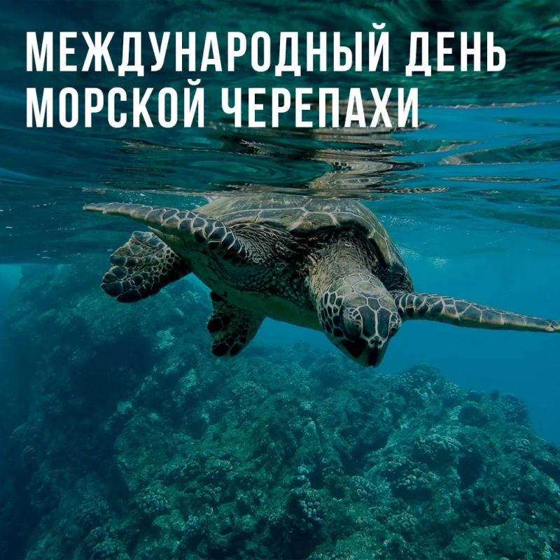 С Международным днём морской черепахи!