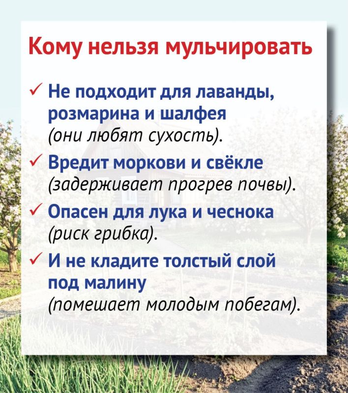 Все о мульчировании, или Поддерживаем порядок на участке без титанических усилий Все о мульчировании, или Поддерживаем порядок на участке без титанических усилий