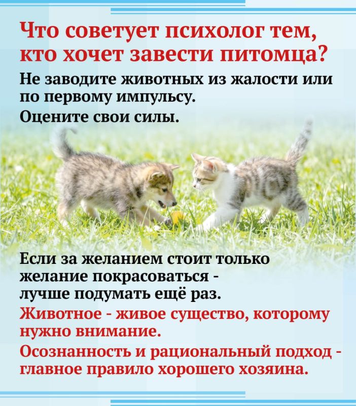 Почему казанцы стали чаще заводить домашних животных? Почему казанцы стали чаще заводить домашних животных?