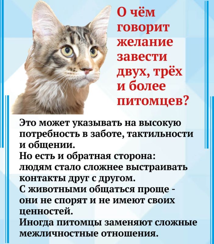 Почему казанцы стали чаще заводить домашних животных? Почему казанцы стали чаще заводить домашних животных?