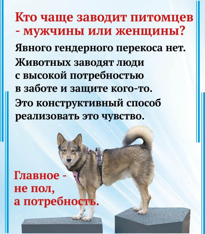 Почему казанцы стали чаще заводить домашних животных? Почему казанцы стали чаще заводить домашних животных?