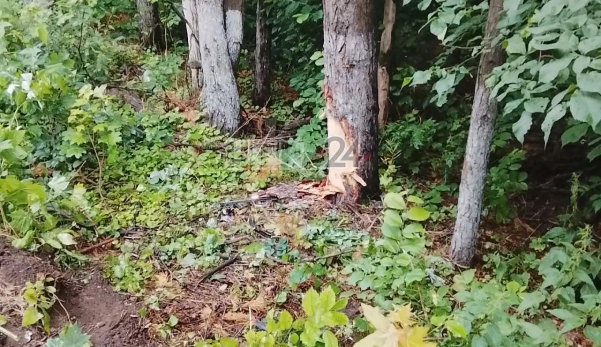 Во вторник утром недалеко от Нижнекамска произошло дорожно-транспортное происшествие с участием животного Во вторник утром недалеко от Нижнекамска произошло дорожно-транспортное происшествие с участием животного