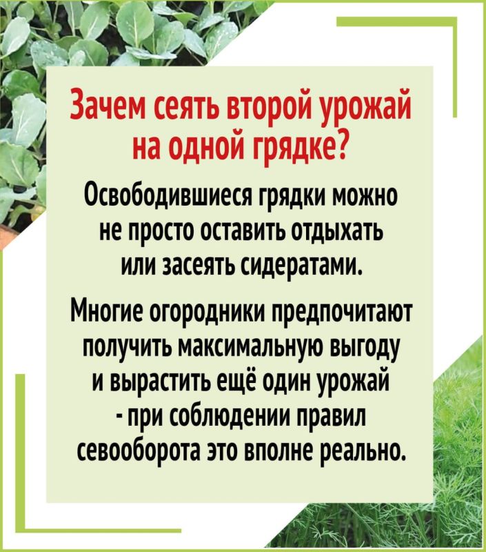 Второй урожай за лето на одной грядке Второй урожай за лето на одной грядке