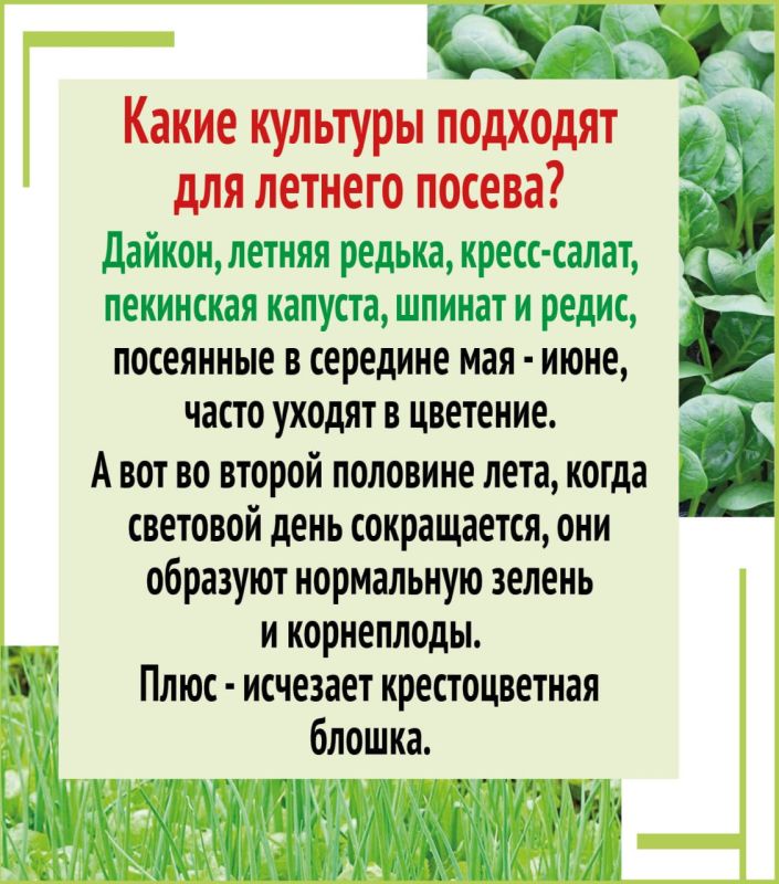 Второй урожай за лето на одной грядке Второй урожай за лето на одной грядке