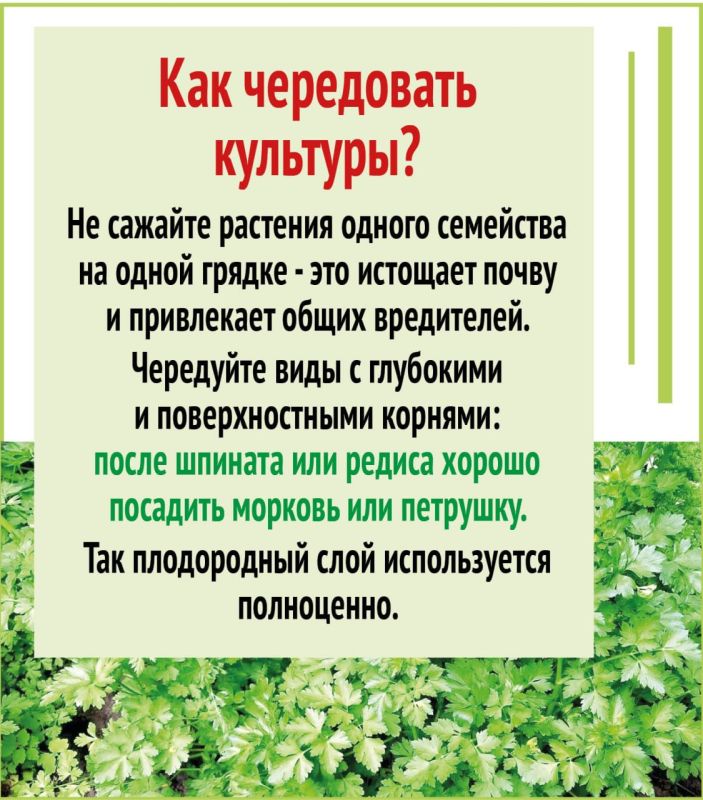 Второй урожай за лето на одной грядке Второй урожай за лето на одной грядке