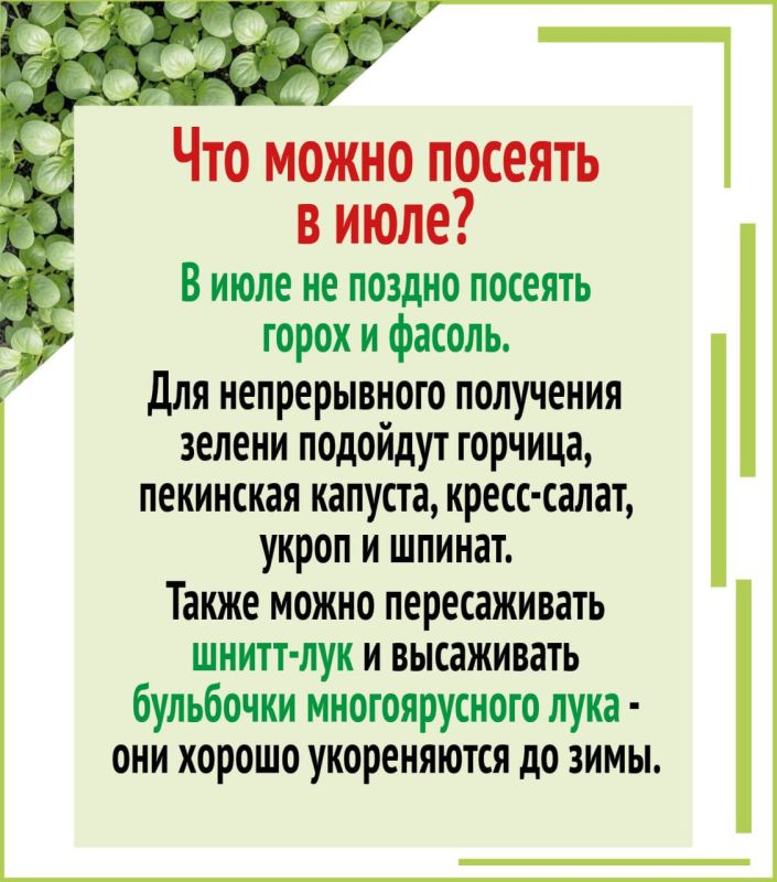 Второй урожай за лето на одной грядке Второй урожай за лето на одной грядке