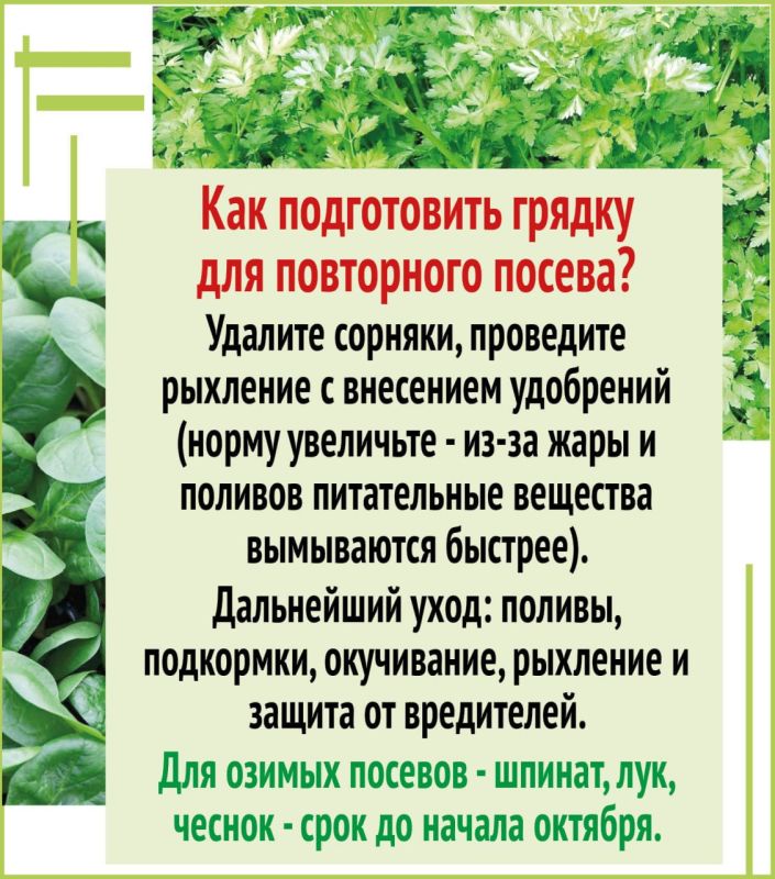 Второй урожай за лето на одной грядке Второй урожай за лето на одной грядке