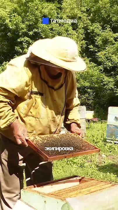 Не все пчелы одинаковые: чему за 25 лет научился пчеловод из Татарстана