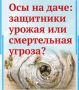 Осы на даче: защитники урожая или смертельная угроза?